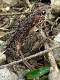 Thumbnail for List of amphibians and reptiles of Idaho