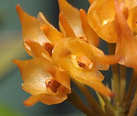 Bulbophyllum cephalophorum