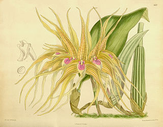 <i>Bulbophyllum pahudii</i> Species of orchid