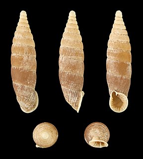 <i>Bulgarica denticulata</i> species of mollusc