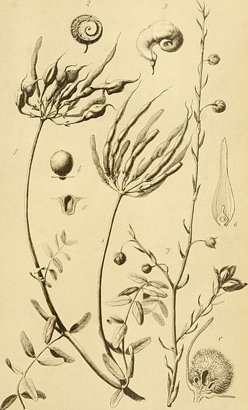 File:Bulletin de la Société impériale des naturalistes de Moscou (1895) (20406412116).jpg