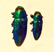 Buprestidae - Lampetis fastuosa.JPG