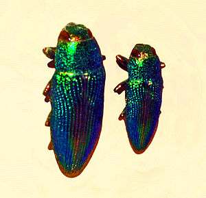 Buprestidae - Lampetis fastuosa.JPG