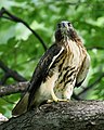 * Nomination Red-tailed hawk, Central Park. --King of Hearts 17:59, 31 July 2022 (UTC) * Promotion  Support Good quality. --Ermell 10:24, 1 August 2022 (UTC)