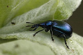 Popis tohoto obrázku, také komentován níže