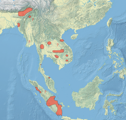 Distribuzione di questa anatra