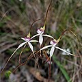 Caladenia cretacea