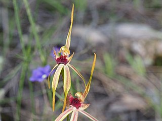 <i>Caladenia longiclavata</i>