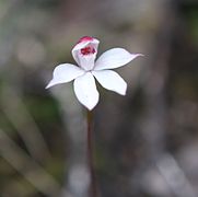 Caladenia lyallii