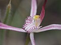 Caladenia occidentalis 03.jpg