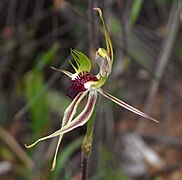 Caladenia verrucosa