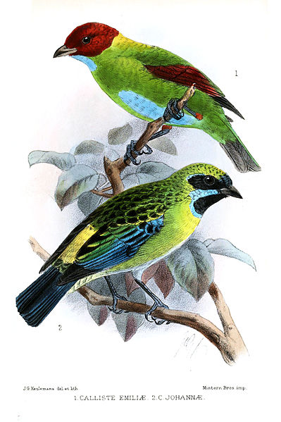 File:CallisteKeulemans.jpg