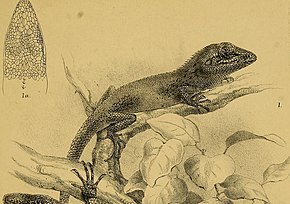 Descrizione dell'immagine Calotes microlepis - Annali del Museo civico di storia naturale di Genova (1887) (18410947065) (ritagliata) .jpg.