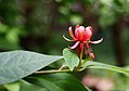 Calycanthus floridus, Kielichowiec wonny, 2016-07-23