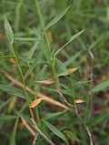 Miniatura para Calyptochloa gracillima