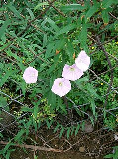 <i>Calystegia pubescens</i> Species of morning glory