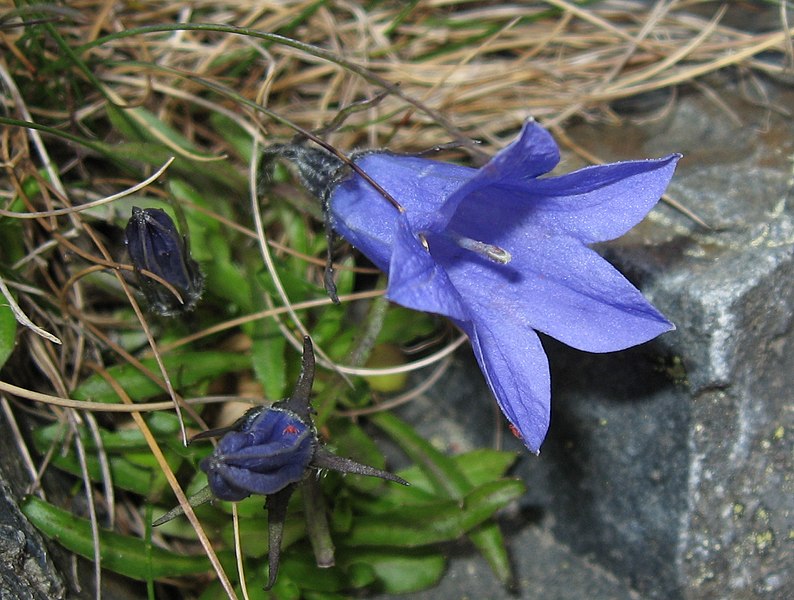 File:Campanula lasiocarpa.jpg