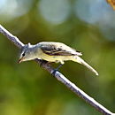 Camptostoma obsoletum Southern Beardless-Tyrannulet