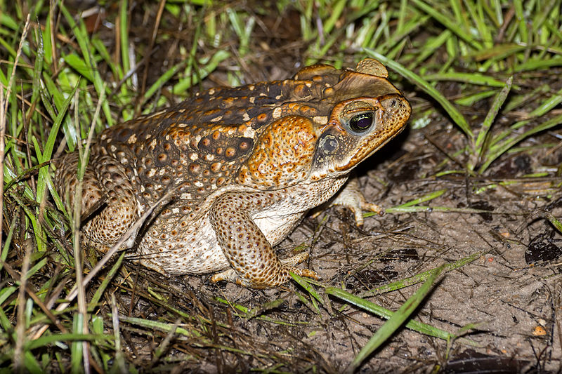 File:Cane toad - Sapo de caña (Rhinella marina) (15092707441).jpg