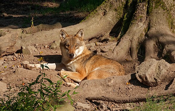 Canis lupus