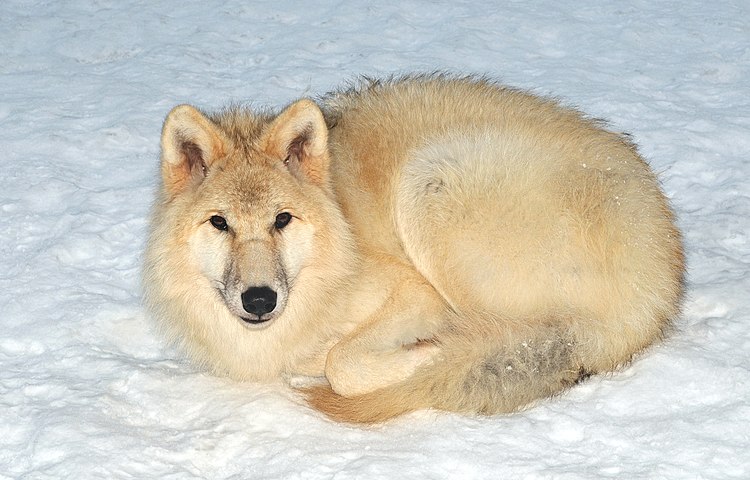 Арктический волк (Canis lupus arctos) в зоопарке Wisentgehege Springe близ Шпринге, Ганновер.