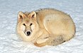 62 Commons:Picture of the Year/2011/R1/Canis lupus arctos (Pocock, 1935).jpg