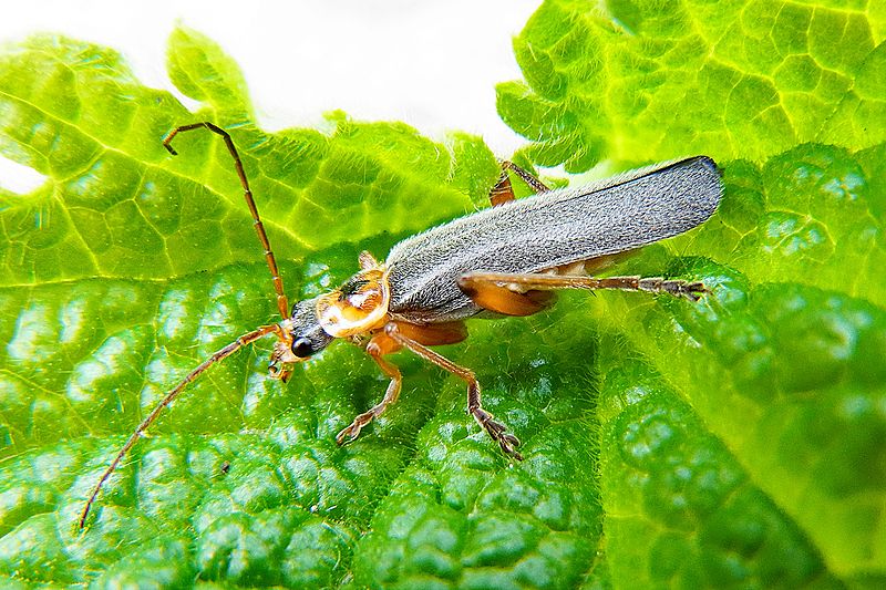 File:Cantharis nigricans side.jpg