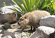 Capybaras (adult and young)