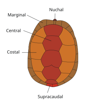 Tortugues: Nom i etimologia, Característiques, Biologia i ecologia