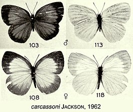 Stempfferia carcassoni