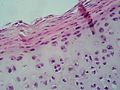 Micrografia d'un teixit cartilaginós realitzada amb un microscopi òptic