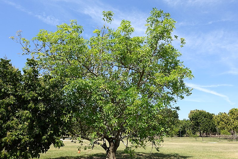 File:Casimiroa edulis - Fruit and Spice Park - Homestead, Florida - DSC08989.jpg