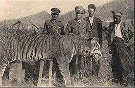 A Caspian tiger killed in northern Iran, early 1940s