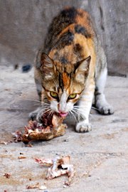 Photo d'un chat dévorant une carcasse et regardant vers l'objectif d'un air méchant