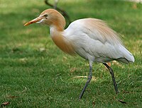 Cattle Egret (Bubulcus ibis) in Hyderabad W IMG 8256.jpg