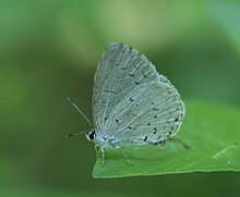 Celastrina ignocta P1140802a.jpg