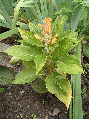 Celosia Argentea: Descripción, Cultivo, Usos