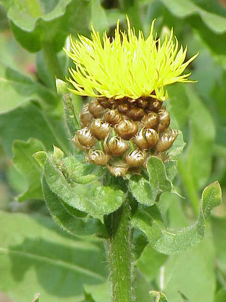 File:Centaurea macrocephala0.jpg