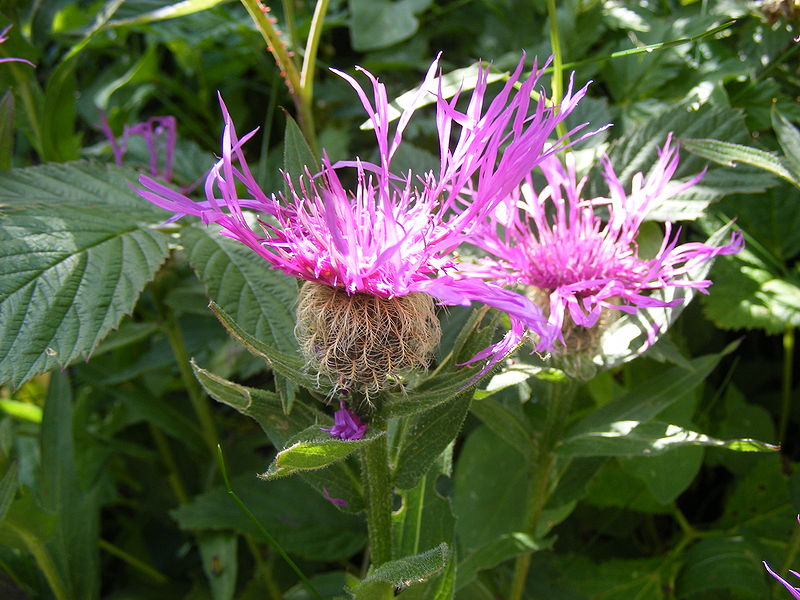 File:Centaurea pseudophrygia DSCF1639.JPG