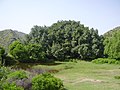 Centuries old banyan tree inside Pharwala Fort