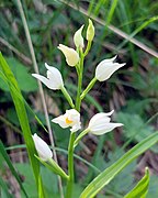 Cephalanthera longifolia