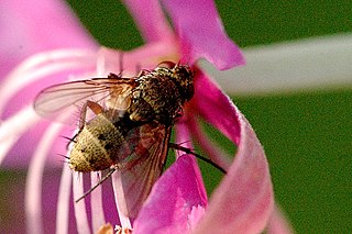 <i>Siphona lichtwardtiana</i> Species of fly