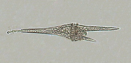 Dinoflagellata