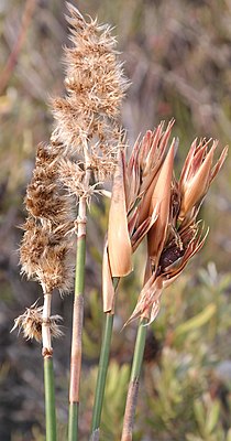 Ceratocaryum argenteum (Eden, SouthAfrica).jpg