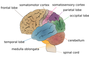 Anatomy of the brain showing the different lobes - frontal, pareital, occipital, and temporal lobe. The medial temporal lobe, responsible for long-term memory, consists of the hippocampus and perirhinal, parahippocampal, and entorhinal neocortical regions. Cerebrum lobes.png