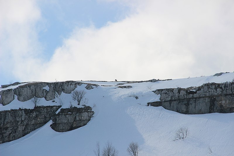 File:Chamois in the French Jura - panoramio (1).jpg