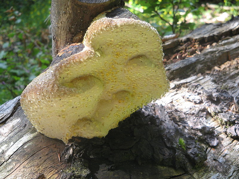 File:Champignon sur bois - massif de l'oisan.jpg