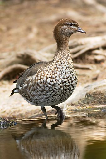 Maned duck is the only living member of the genus Chenonetta