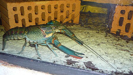 Cherax_quadricarinatus