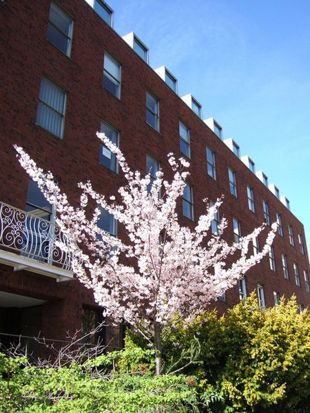 File:Cherry blossom, Southernhay - geograph.org.uk - 737811.jpg